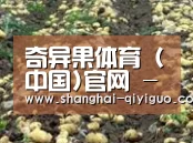 种植基地七